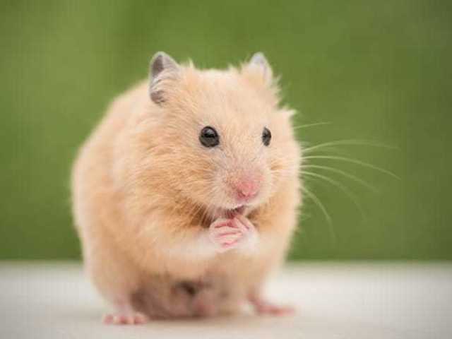 hamster