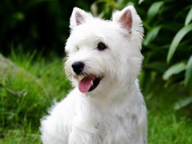 Cachorros! O que é melhor do que a companhia de alguém sempre feliz e que não vive sem você?