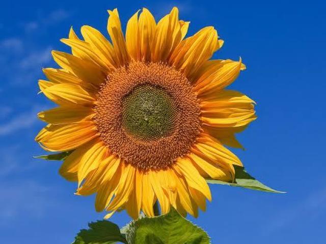 Girassóis! Sempre virados para a luz,jamais para a escuridão. Busco ser feliz acima de tudo e sou muito alegre.