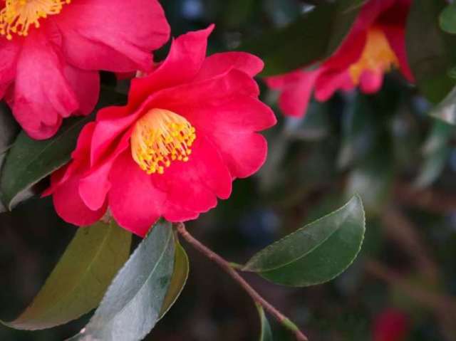 Camelia