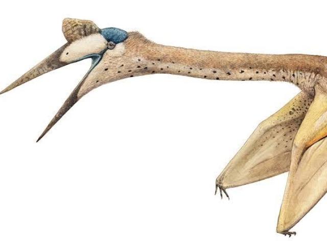 Quetzalcoatlus