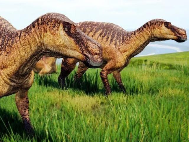 Maiassaurus