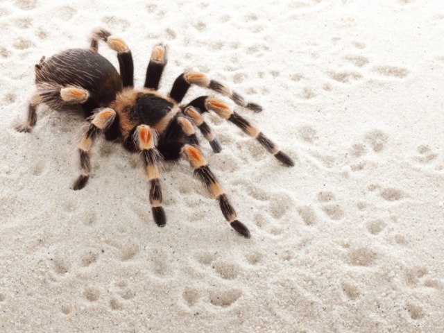 Aranha