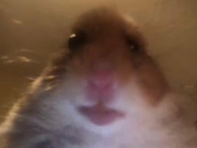 Hamster