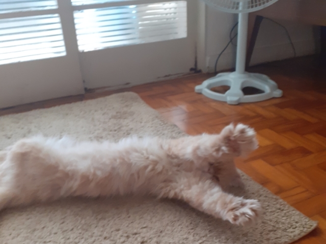 Meu gato