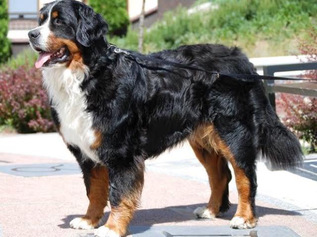 Bernese