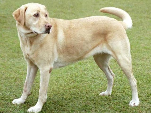 Labrador