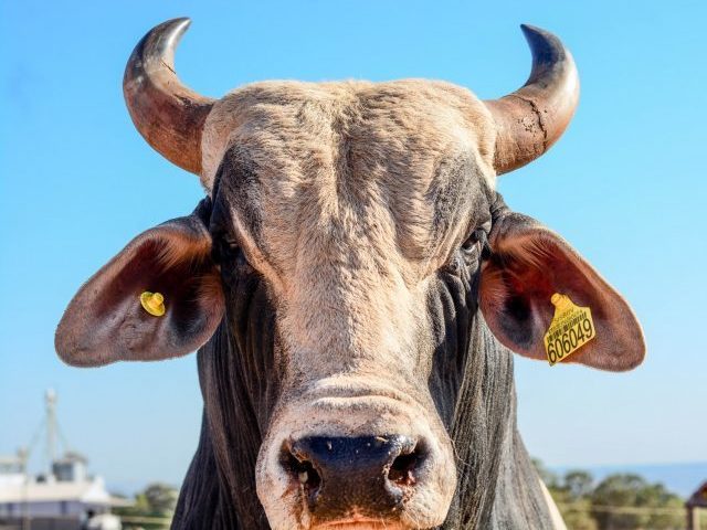 Sertanejo (não sou corno mas queria mt ser )