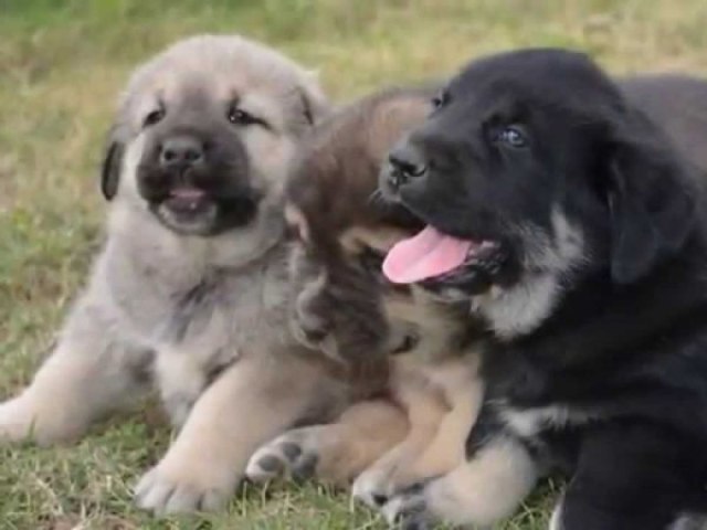 Você conhece as raças de cães?(Leia a descrição)
