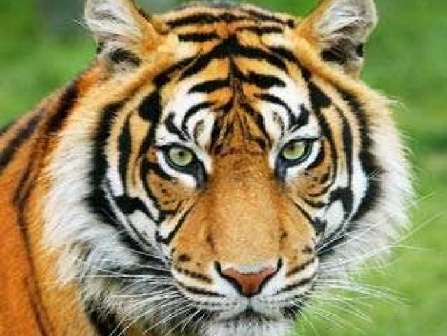 Tigre