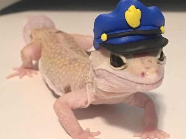 salamandra policial