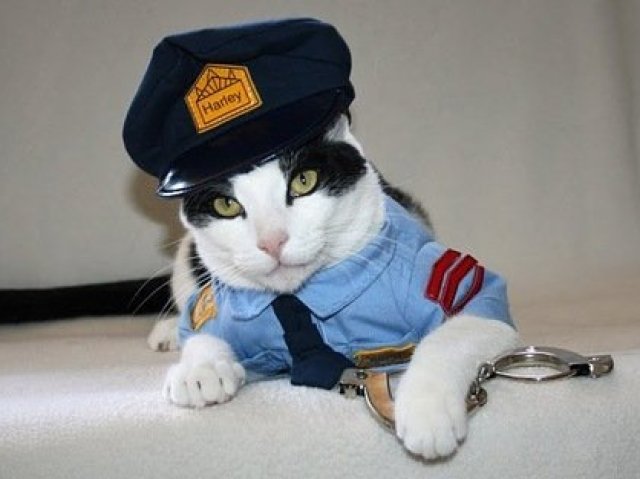 gato vestido de policial