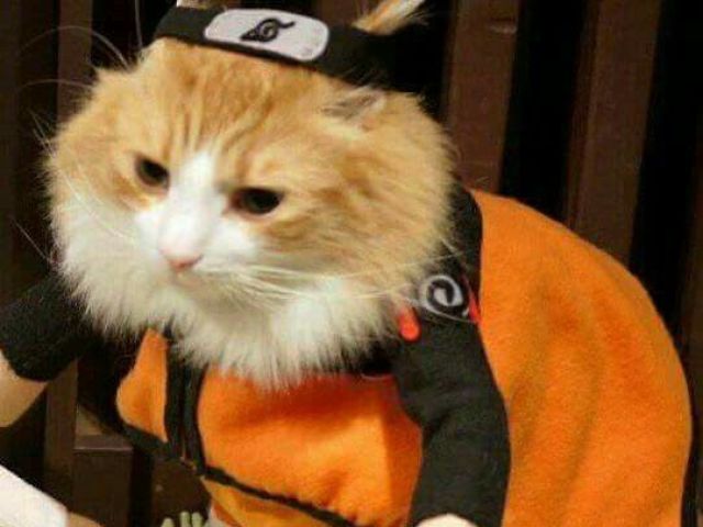 gato vestido de naruto