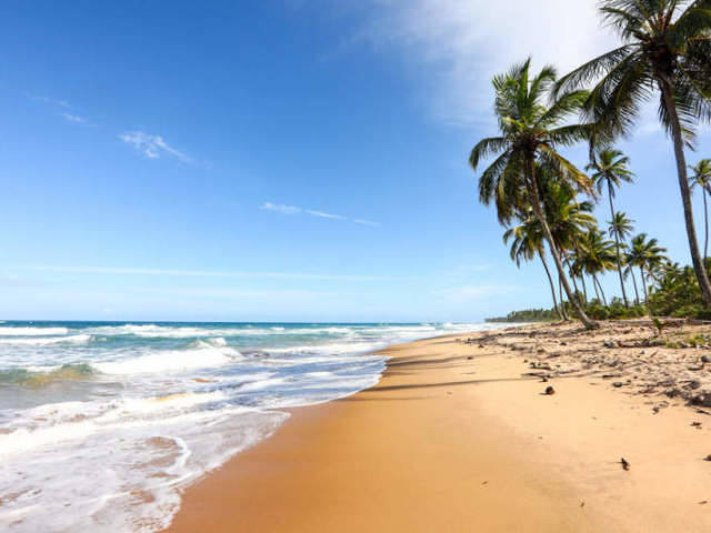 Uma praia, eu amo praia. sol, palmeiras!