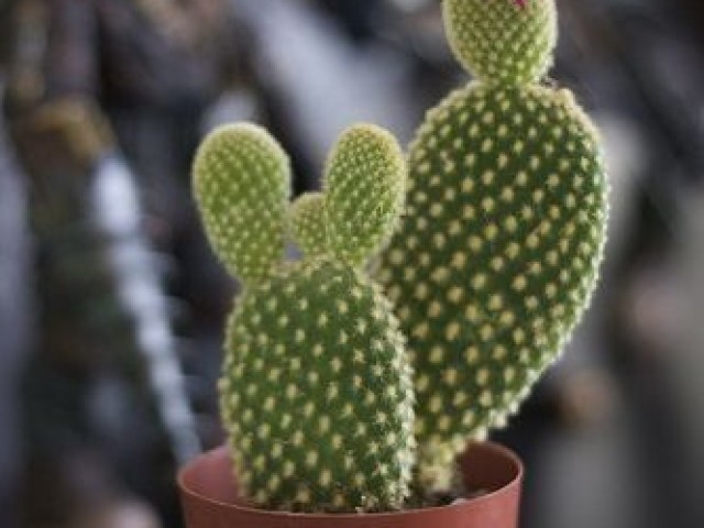 cactus