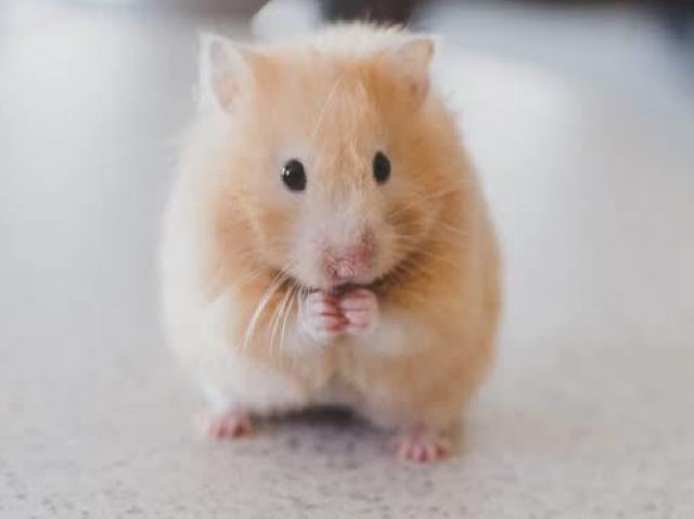 Hamster