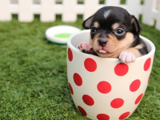 Cachorrinho
