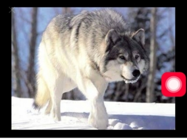 Tamanho médio, um pouco maior q um lobo comum.