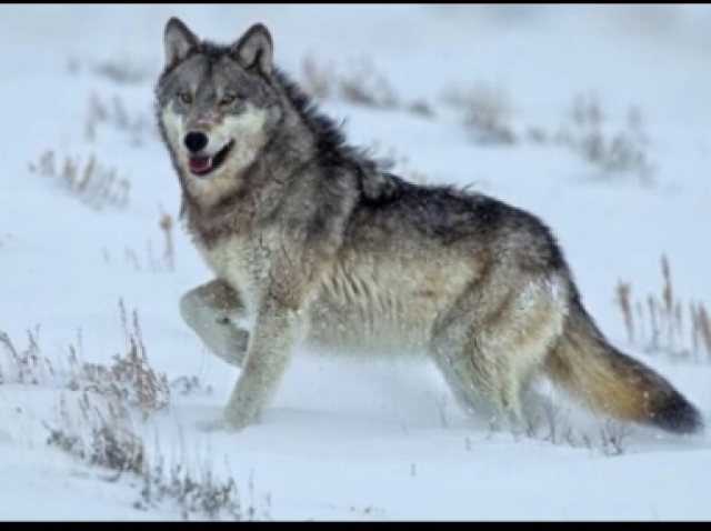 O mesmo tamaho de um lobo comum.