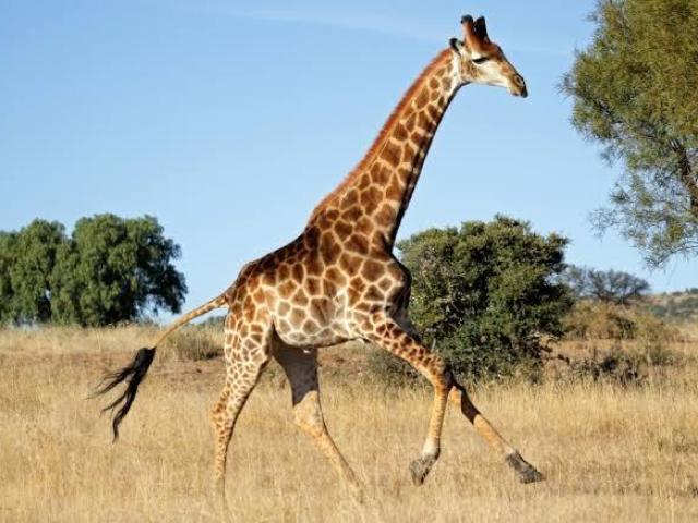 Girafa