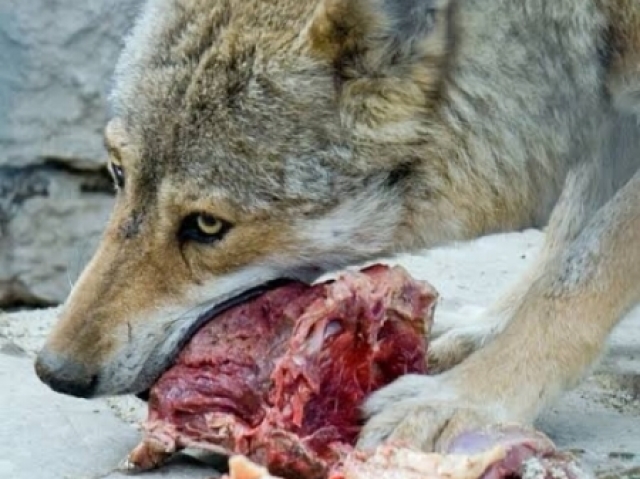 Eu caço meu alimento como um verdadeiro lobo e como carne