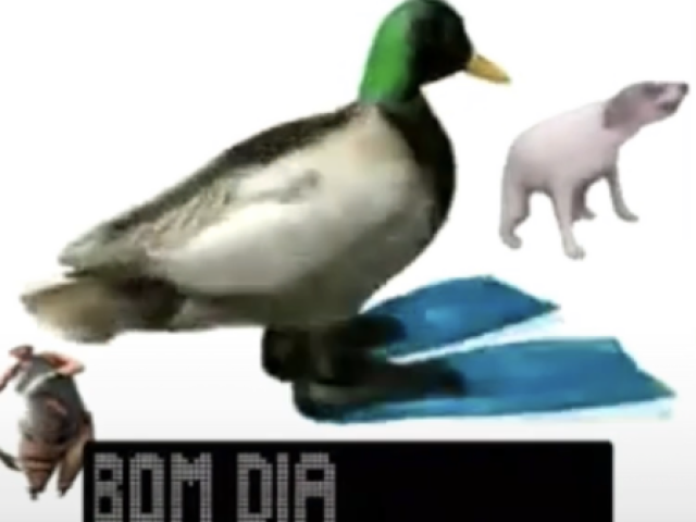 pato de cabeça verde e pé de pato de bom dia