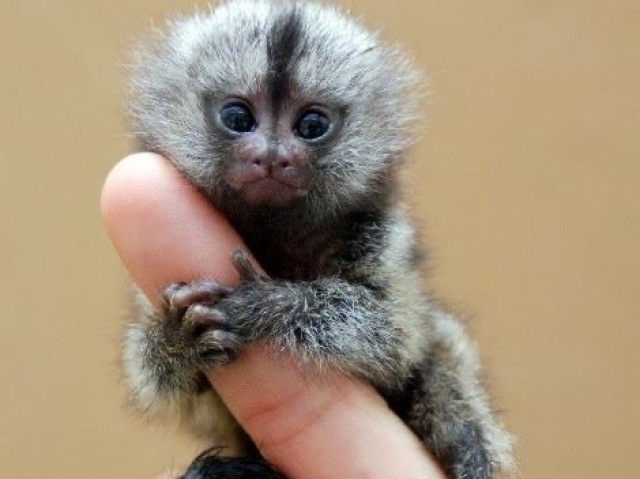 Sagui, eles são as coisas mais apertáveis do mundo, de todas as opções a mais diferente e é aquele que você escolhe pq sabe que no fundo é o mais fofo de todos.