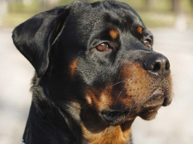 Um Rotweiller com cara de durão..mais é um ursinho