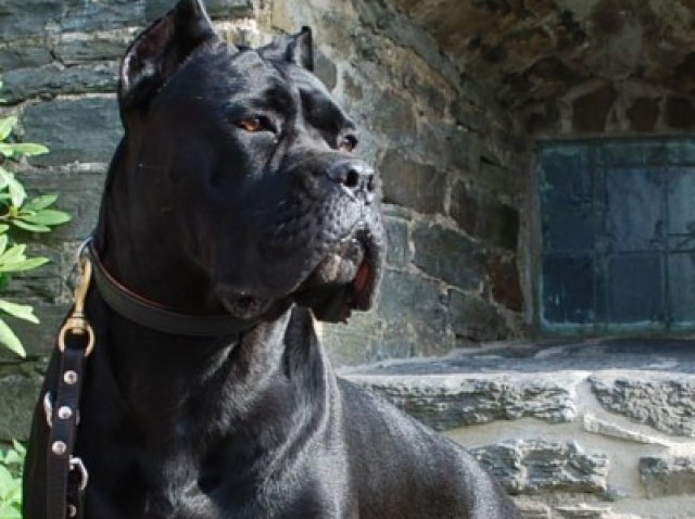 Um Cane Corso lindasso 🌷(É a raça do meu dog hehehe )