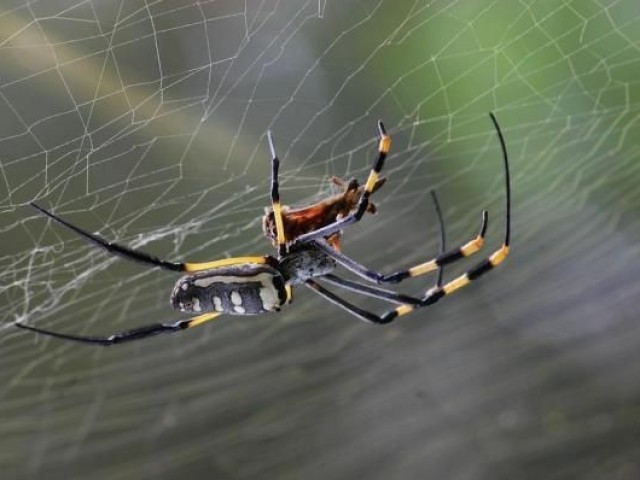 Aranha