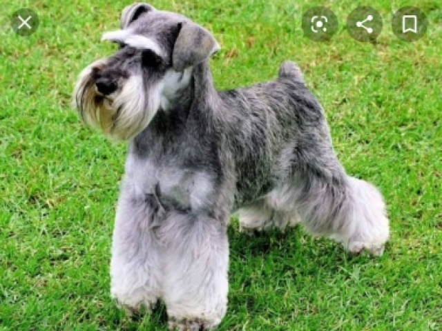 Schnauzer