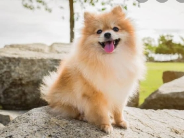 Lulu da pomerania