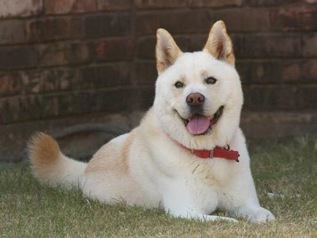 Jindo-coreano