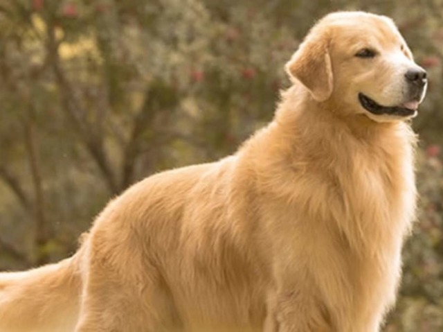 Golden Retriever