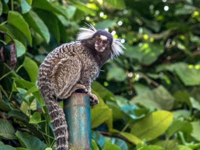 Sagui