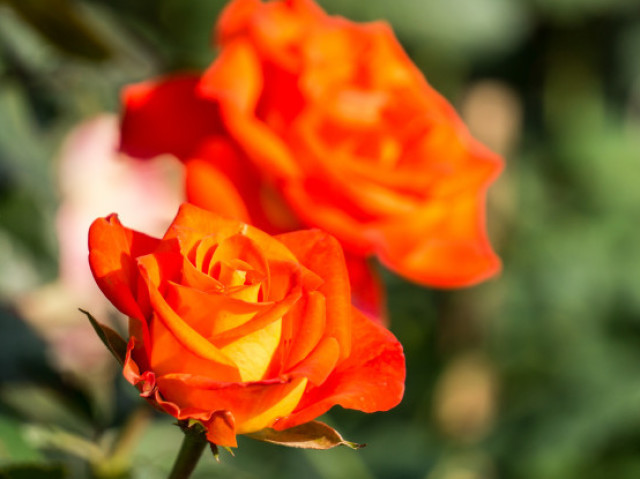 Uma rosa laranja e amarela (degrade)