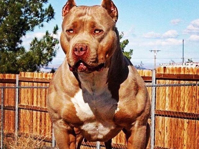 Pitbull