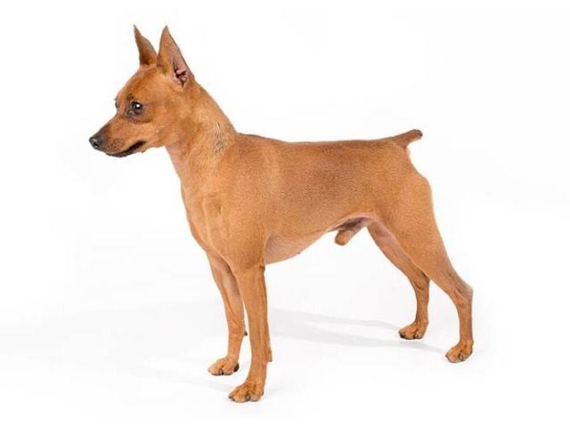 Pinscher