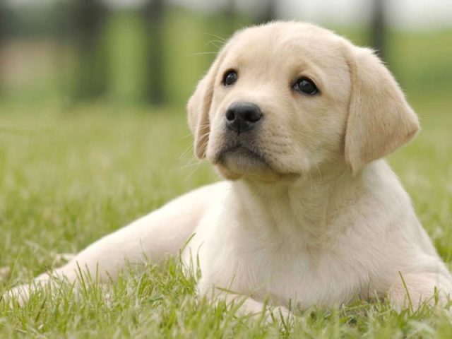 Labrador