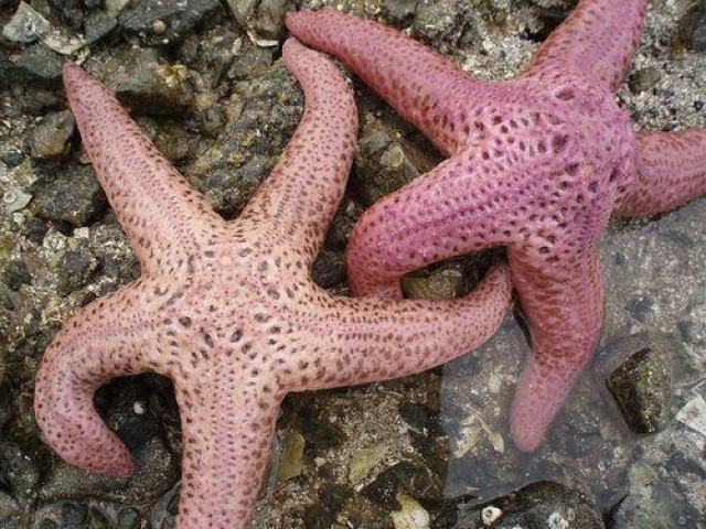 Estrelas do mar