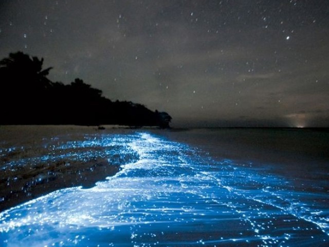 Bioluminencia nos mares