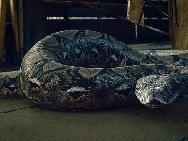 Nagini