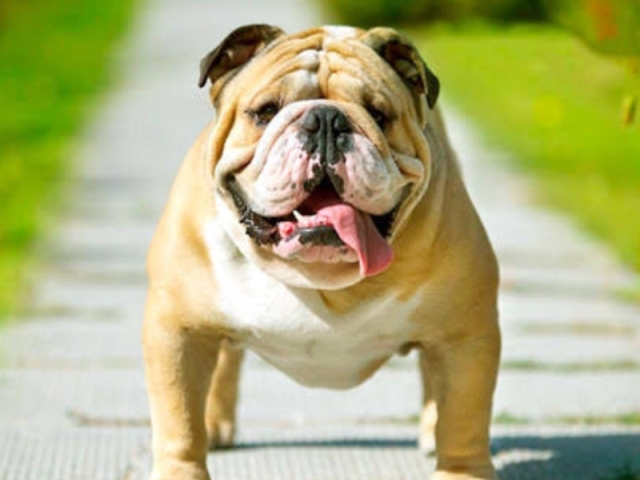 Bulldog