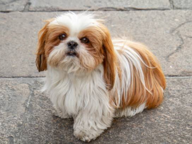 Shih tzu