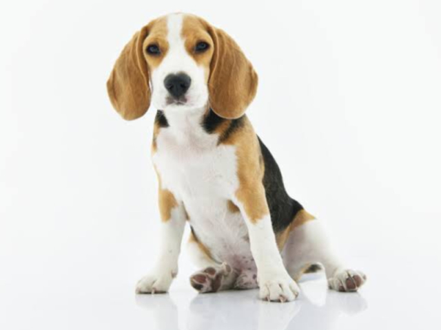 Beagle