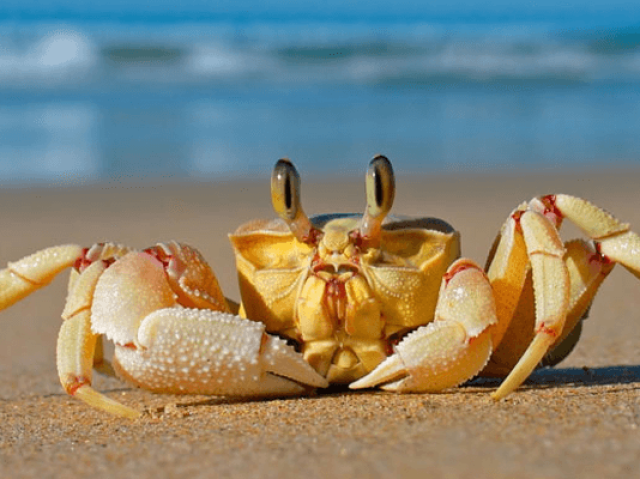 Peixes pequenos, camarões e caranguejos