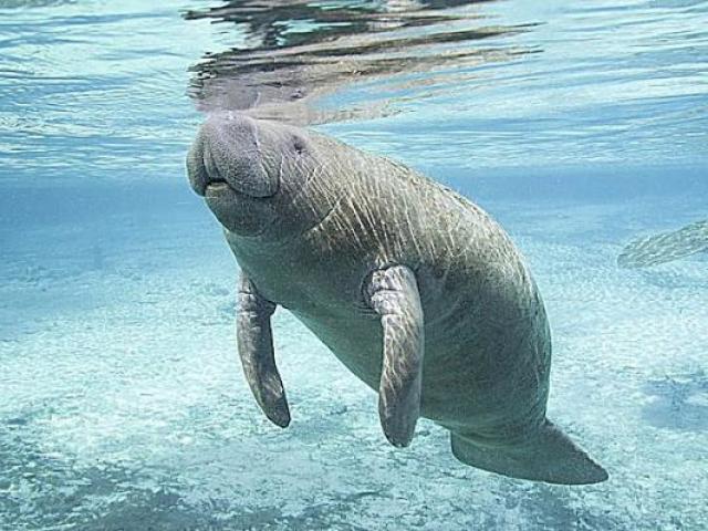 Por possuírem a vocalização parecida com a de uma sirene