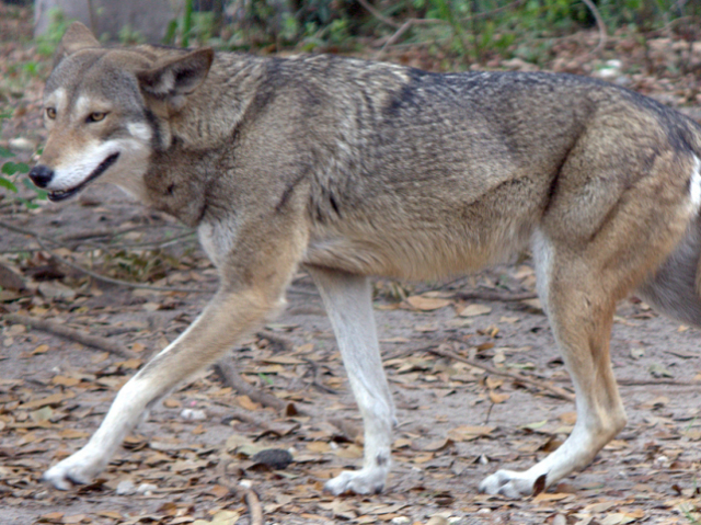 lobo-vermelho