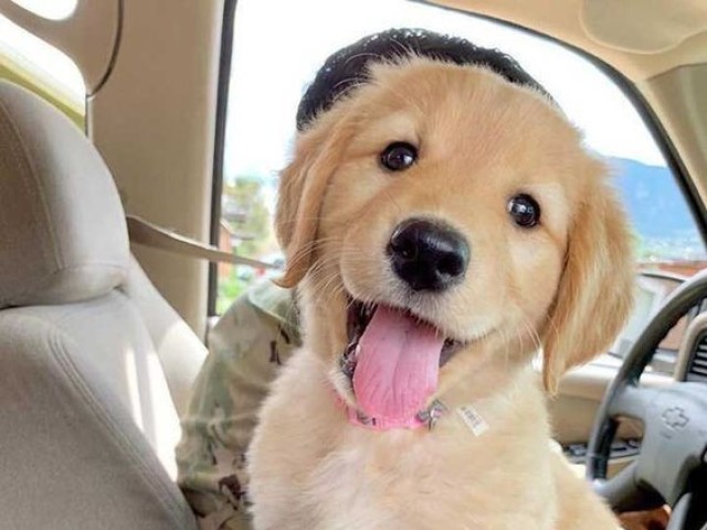 Golden Retriever