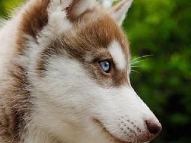 Husky Siberiano